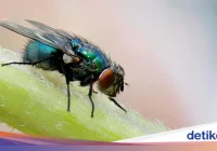 5 Cara Mengusir Lalat di Siang Hari yang Aman, Ampuh, dan Paling Efektif