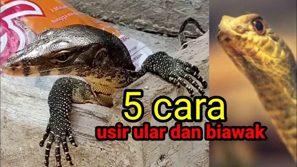 5 cara usir ular dan biawak - YouTube