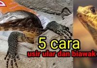 5 cara usir ular dan biawak - YouTube