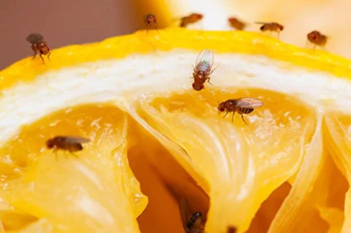 6 Cara Menghilangkan Lalat Buah di Dapur yang Mengganggu, Pakai Cuka