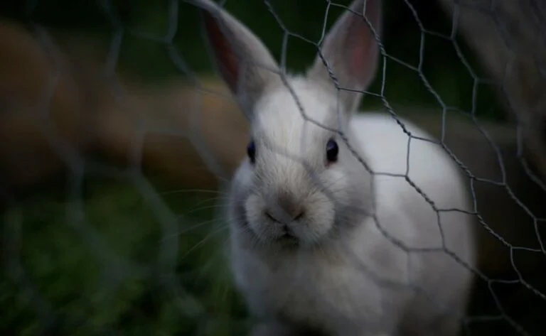 6 Langkah & Cara Membersihkan Kandang Hewan agar Bebas Virus