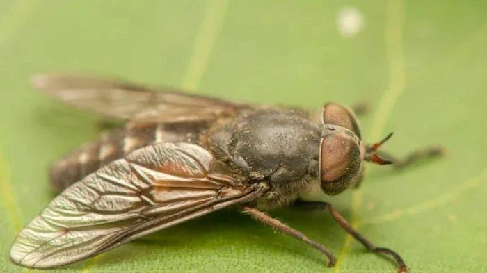 6 Tips Usir Keberadaan Lalat di Rumah, Bisa Gunakan Cuka Apel dan Lilin