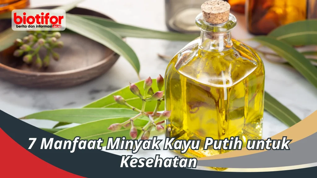7 Manfaat Minyak Kayu Putih untuk Kesehatan - Biotifor