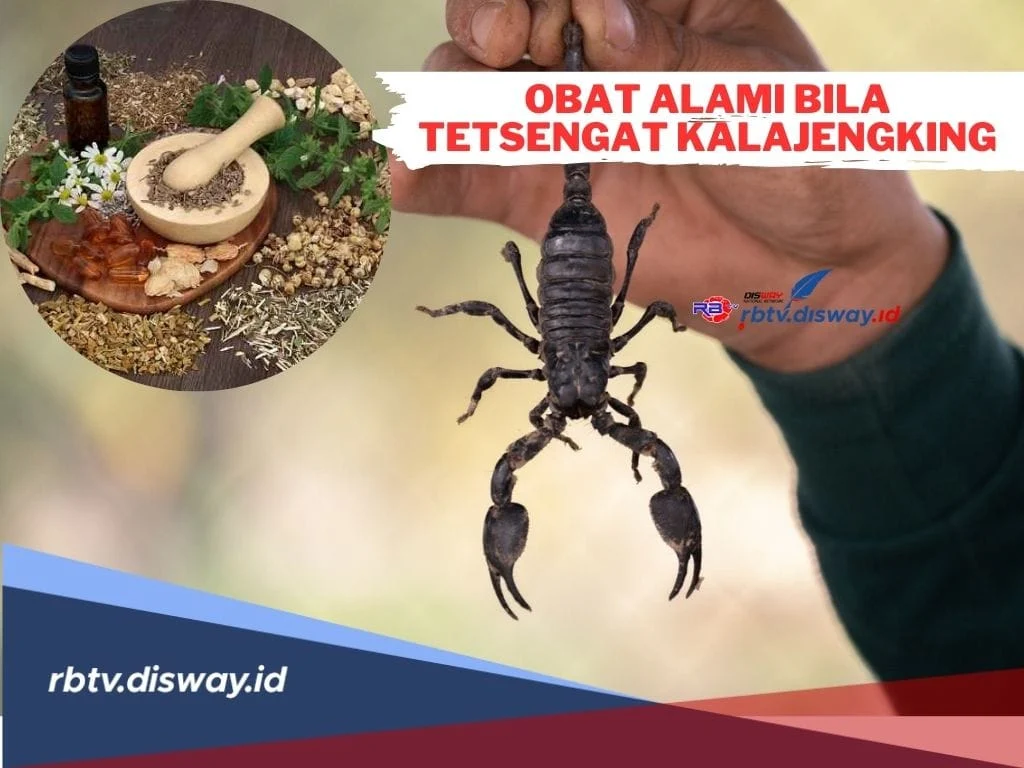 7 Obat Alami untuk Tersengat Kalajengking dan Cara Penggunaannya