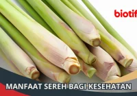 8 Manfaat Sereh Bagi Kesehatan - Biotifor
