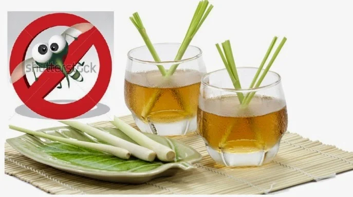 9 Cara Mengusir Nyamuk Secara Tradisional Dan Alami Paling Aman Dan