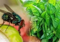 Ampuh dan Alami! Ini Cara Mengusir Lalat tanpa Bahan Kimia