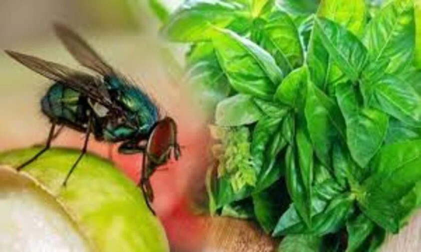 Ampuh dan Alami! Ini Cara Mengusir Lalat tanpa Bahan Kimia