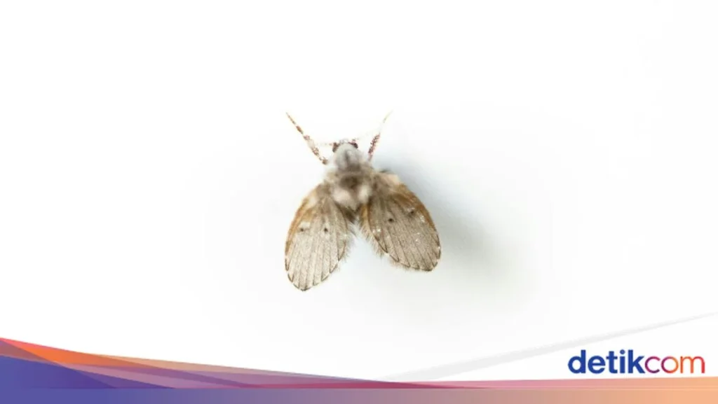 Anti Ribet! 4 Cara Basmi Lalat Kecil di Kamar Mandi Pakai Bahan Alami