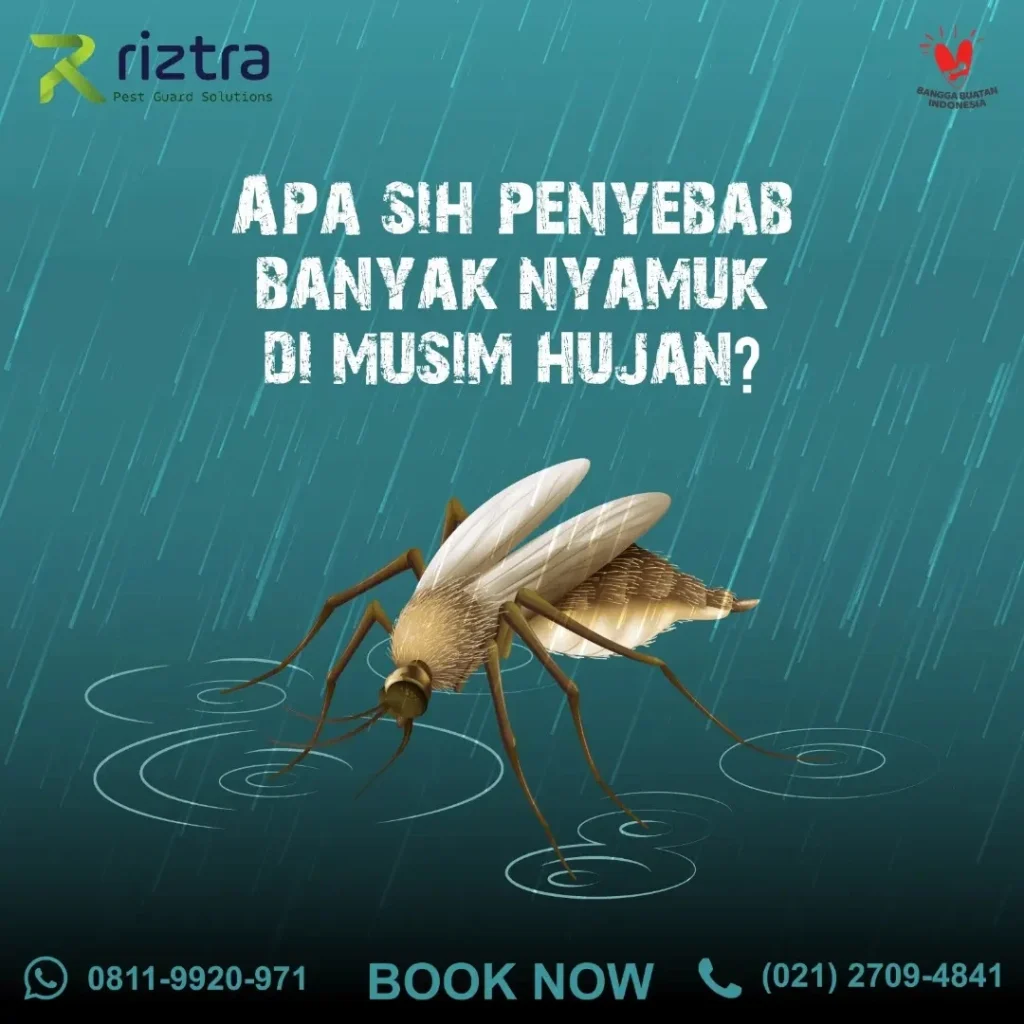 Apa Sih Penyebab Banyak Nyamuk di Musim Hujan? – Riztra