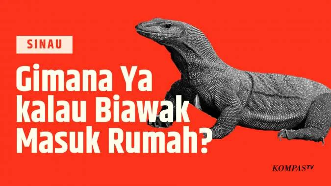 Apa yang Harus Dilakukan saat Biawak Masuk Rumah?| SINAU