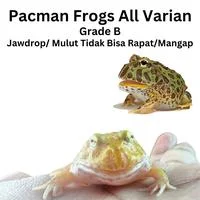 Aspek finansial dalam hobby koleksi kodok pacman