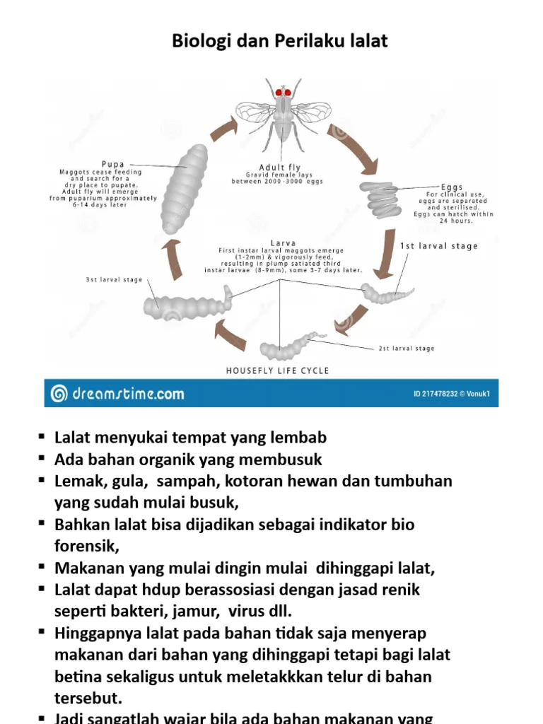 B. Survei Dan Pengendalian Lalat, 2022 | PDF | Griya & Taman