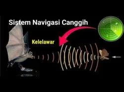 Bagaimana Kelelawar Menggunakan Echolocation untuk Menangkap Mangsanya