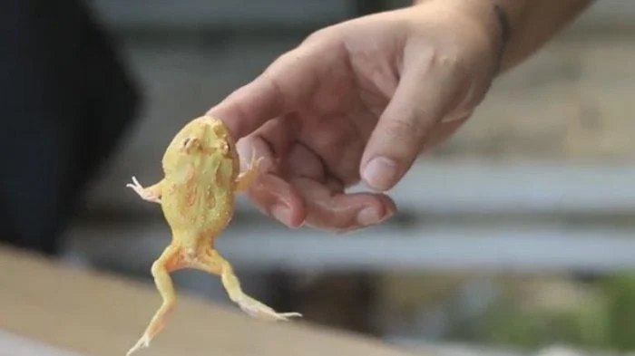 Bahaya Kodok Pacman pada Hewan Peliharaan: Mekanisme dan Dampak