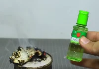 Basmi Nyamuk di Rumah dengan Minyak Kayu Putih: Cara Mudah dan Efektif