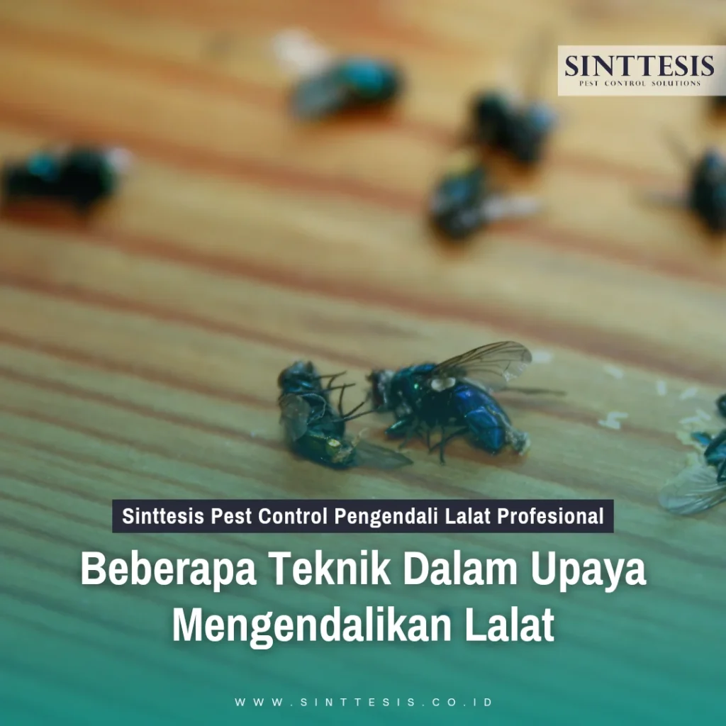 Beberapa Teknik Dalam Upaya Mengendalikan Lalat -Sinttesis Pest Control