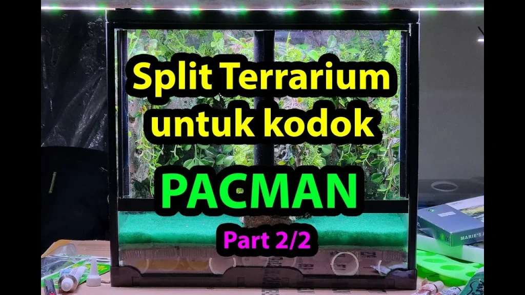 Bikin Split Terrarium Untuk Kodok Pacman Part 2/2 - YouTube