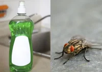 Cara Ampuh Mengusir Lalat Cuma Modal Sabun Cuci Piring, Begini Cara
