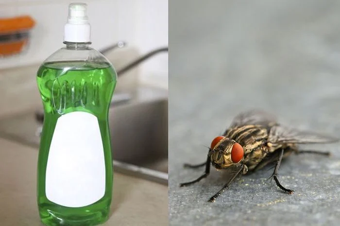 Cara Ampuh Mengusir Lalat Cuma Modal Sabun Cuci Piring, Begini Cara