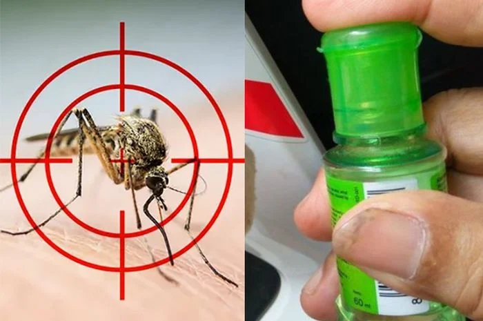 Cara Ampuh Mengusir Nyamuk dengan Minyak Kayu Putih, Dicampur ke