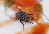 Cara Efektif Mengusir Lalat di Dapur yang Bisa Mengancam Kesehatan