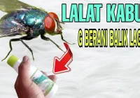 Cara membuat cairan pengusir lalat di rumah - YouTube