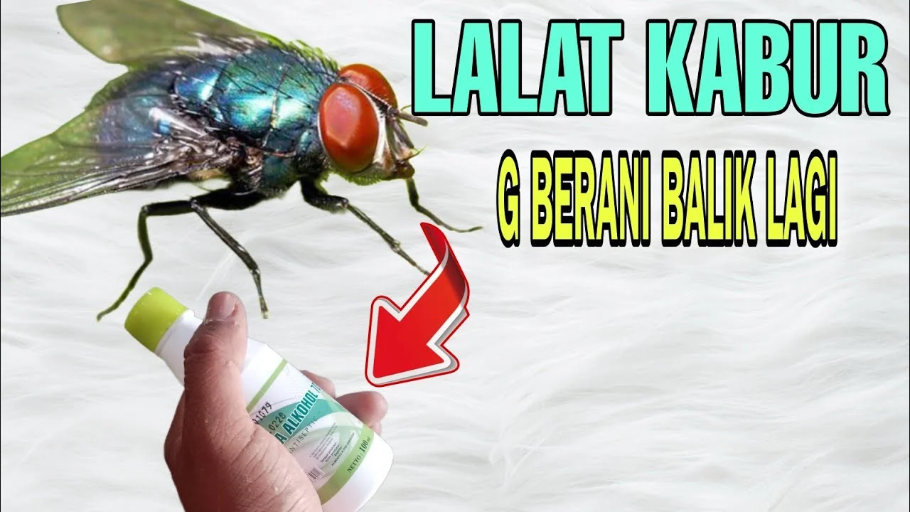 Cara membuat cairan pengusir lalat di rumah - YouTube