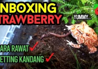 cara membuat kandang kodok bergaya retro Pac-Man