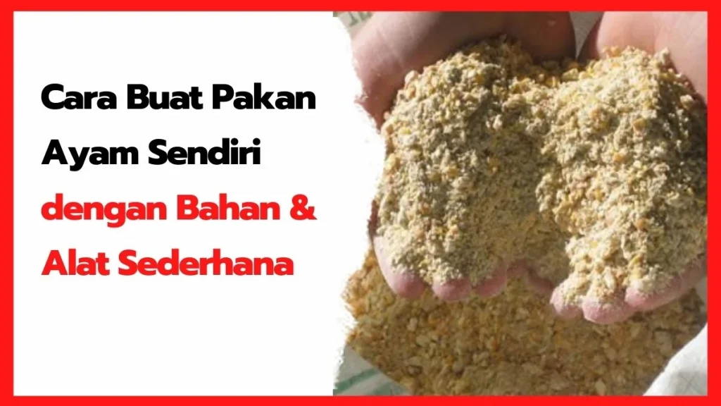 Cara Membuat Pakan Ayam Sendiri: Alami dan Produksi Meningkat