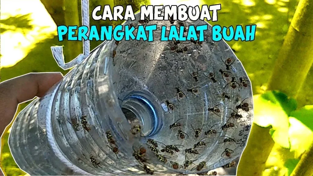 Cara Membuat Perangkap Lalat Buah Dari Botol Aqua - YouTube