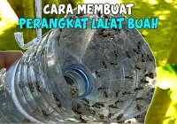 Cara Membuat Perangkap Lalat Buah Dari Botol Aqua - YouTube