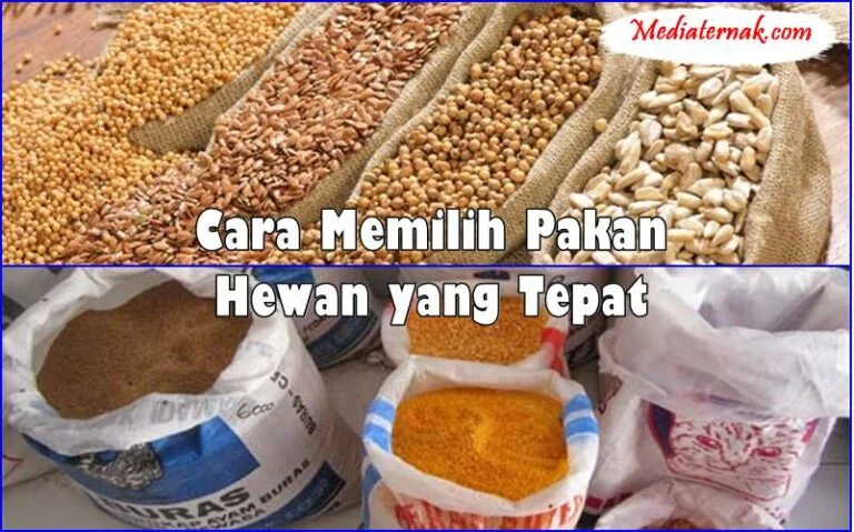 Cara Memilih Pakan Hewan yang Tepat, Wajib Dicoba - MediaTernak.Com