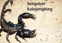 Cara Mengobati Sengatan Kalajengking : Lakukan Langkah-Langkah Penting Ini!