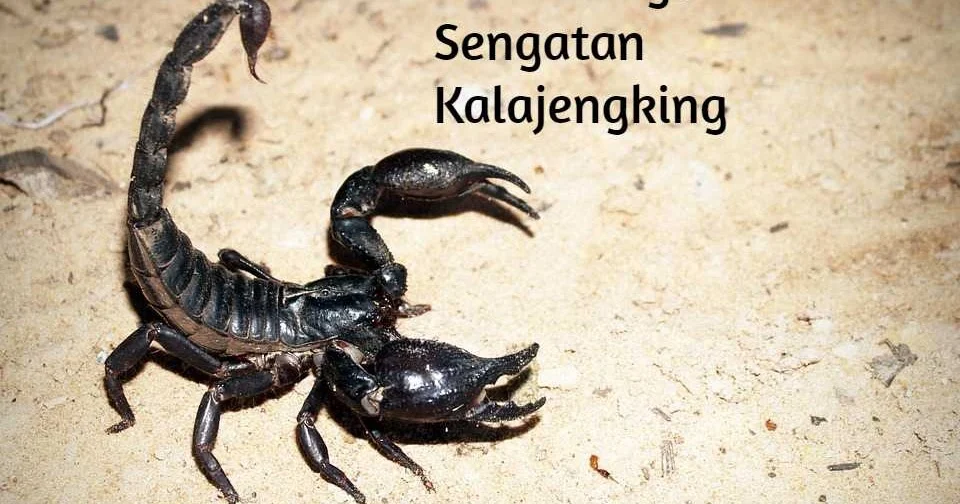 Cara Mengobati Sengatan Kalajengking : Lakukan Langkah-Langkah Penting Ini!