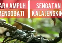 Cara mengobati sengatan kalajengking - YouTube