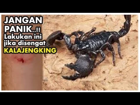 Cara mengobati sengatan kalajengking - YouTube