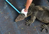 Cara Mengusir Biawak Di Rumah Dengan Aman - Mentari Jasa