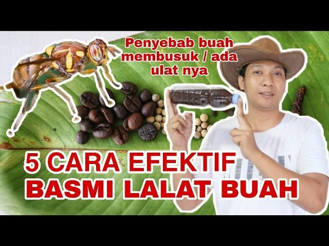 Cara mengusir lalat buah pada tanaman