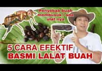 Cara mengusir lalat buah pada tanaman
