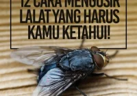 Cara Mengusir Lalat dari Tanaman: Panduan Lengkap – Kepedia.co.id