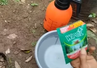 Cara Mengusir Lalat dengan Wipol yang Ampuh dan Efektif