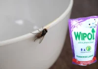 Cara Mengusir Lalat dengan Wipol yang Ampuh dan Efektif