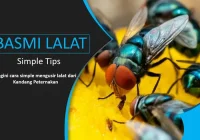 Cara Mengusir Lalat di Peternakan Ayam | JogloNesia