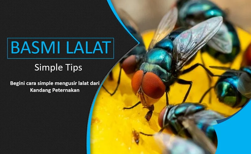 Cara Mengusir Lalat di Peternakan Ayam | JogloNesia