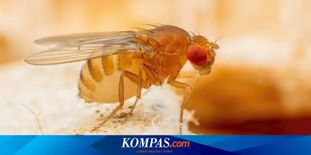 Cara Mengusir Lalat di Siang Hari Dengan Mudah - Cara Mengusir Lalat