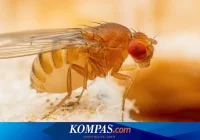 Cara Mengusir Lalat di Siang Hari Dengan Mudah - Cara Mengusir Lalat