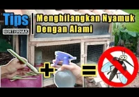 Cara mengusir lalat pada kandang ayam