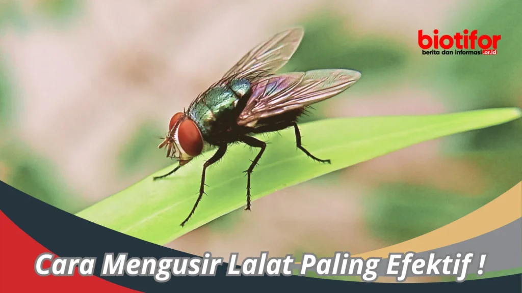 Cara Mengusir Lalat Paling Efektif ! : Metode Sederhana