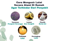 Cara Mengusir Lalat Secara Alami Di Rumah Agar Terhindar Dari Penyakit